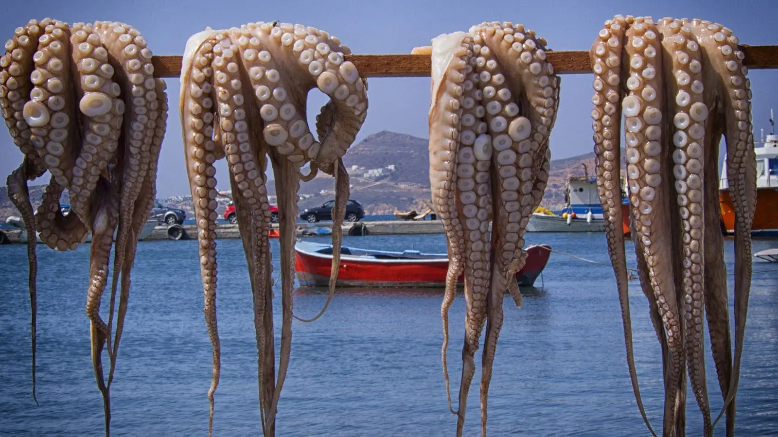 Χταπόδια